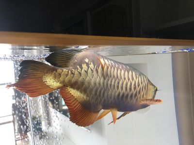 圣塔倫紅龍魚和貢魚哪個(gè)好養(yǎng)：圣塔倫紅龍魚和貢魚哪個(gè)好養(yǎng)呢？ 龍魚百科