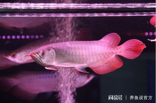 紅龍魚不紅發(fā)黃為什么會(huì)死