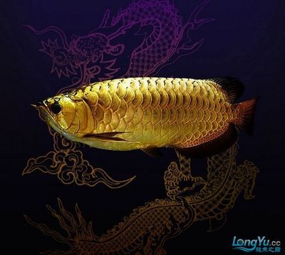 中國(guó)最大龍魚(yú)養(yǎng)殖場(chǎng)：中國(guó)龍魚(yú)的寓意和象征 龍魚(yú)百科 第1張