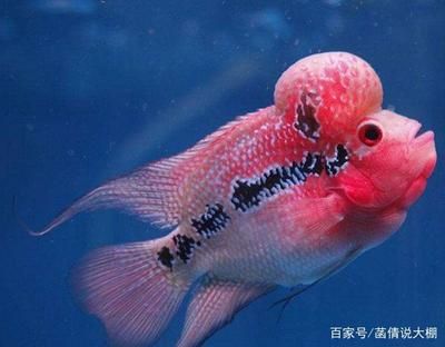 多大魚缸養(yǎng)羅漢魚：關(guān)于羅漢魚魚缸大小的具體信息 魚缸百科 第3張