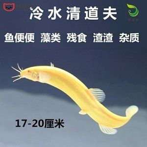 大魚缸怎么清理糞便：大魚缸清理魚缸糞便的方法清理魚缸糞便的方法是什么 魚缸百科 第2張