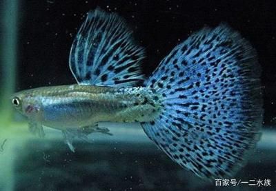 北方適合養(yǎng)什么魚合適放魚缸：北方適合養(yǎng)什么魚？ 魚缸百科 第4張