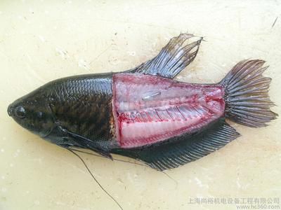 進(jìn)口紅龍魚：進(jìn)口紅龍魚的養(yǎng)殖需要注意什么？