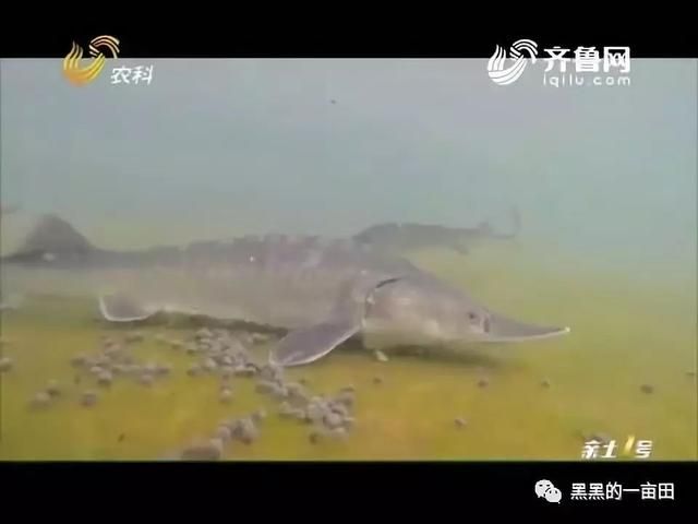 大魚(yú)水族魚(yú)缸養(yǎng)什么魚(yú)最好養(yǎng)：大魚(yú)水族魚(yú)缸養(yǎng)什么魚(yú)最好養(yǎng)大魚(yú)水族魚(yú)缸養(yǎng)什么魚(yú)最好養(yǎng) 魚(yú)缸百科 第2張