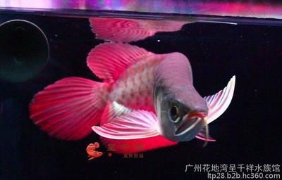 廣州最大的龍魚批發(fā)市場在哪里：廣州最大的龍魚批發(fā)市場