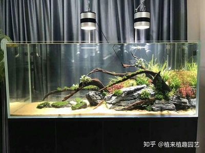 大型魚魚缸造景設(shè)計(jì)效果圖：大型魚缸造景設(shè)計(jì)的重要性