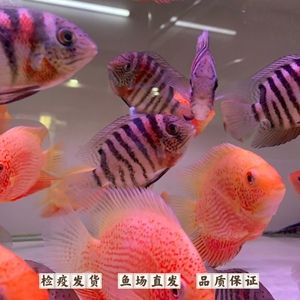 菠蘿魚(yú)咬龍魚(yú)：菠蘿魚(yú)360問(wèn)答360問(wèn)答360問(wèn)答360問(wèn)答