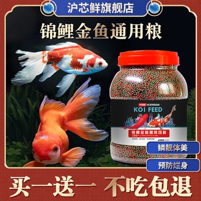 錦鯉可以吃龍魚飼料嗎：錦鯉能否吃龍魚飼料 龍魚百科 第1張