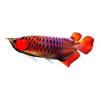 紅龍魚專賣店在哪里：關(guān)于紅龍魚專賣店 龍魚百科 第3張