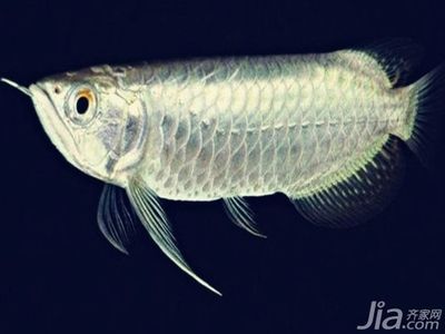 白金龍魚價(jià)格：白金龍魚價(jià)格因其品質(zhì)、大小和來源等因素有所不同