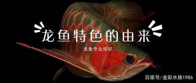 龍魚為什么怕紅色：龍魚為什么怕紅色？