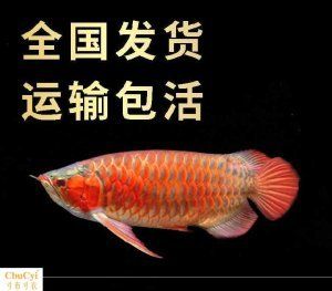 龍魚幼苗