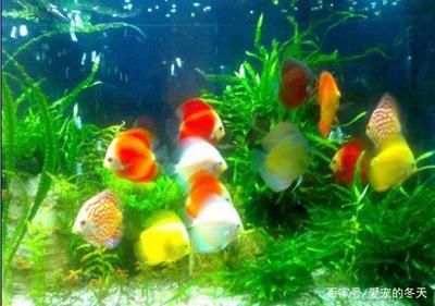 冬天魚缸水變渾濁怎么辦：魚缸水質(zhì)管理的全面指南 魚缸百科 第3張