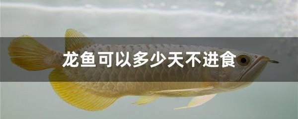 龍魚(yú)買(mǎi)回來(lái)半個(gè)月了不進(jìn)食