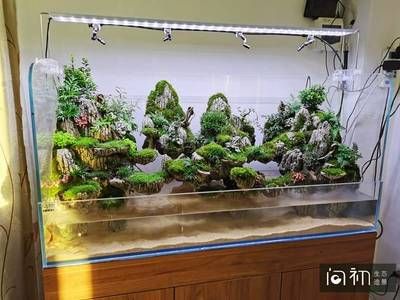 大型魚魚缸造景方法視頻：大型魚缸造景方法 魚缸百科 第3張