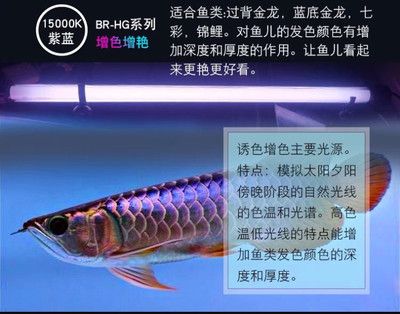 龍魚長(zhǎng)度判斷魚齡的方法：如何判斷龍魚的年齡？