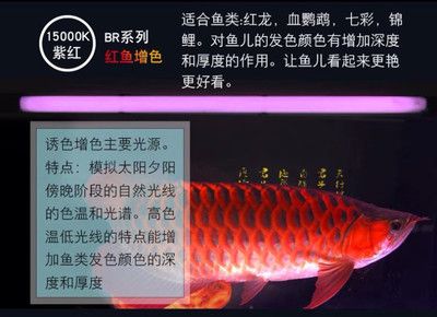 龍魚長(zhǎng)度判斷魚齡的方法：如何判斷龍魚的年齡？