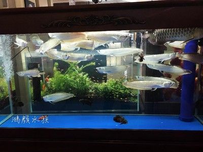 金龍魚觀賞魚在哪買的：購(gòu)買金龍魚觀賞魚的途徑