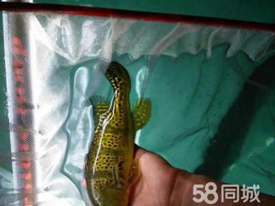 北京品牌龍魚：北京珍珠龍魚養(yǎng)殖龍魚多少錢一條「上海巷美農(nóng)業(yè)科技供應(yīng) 龍魚百科 第2張