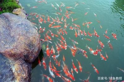 不通氧氣的魚缸怎么養(yǎng)魚：不通氧氣的魚缸養(yǎng)金魚的技巧無氧魚缸養(yǎng)金魚的技巧 魚缸百科 第3張