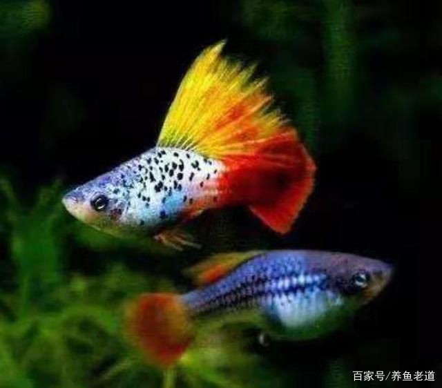 小型龍魚品種：小型龍魚品種怎么找 龍魚百科 第3張