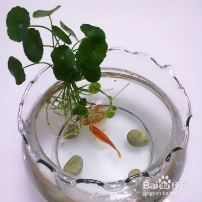 不用的魚(yú)缸怎么處理：“不用的魚(yú)缸怎么處理”，閑置魚(yú)缸的處理方法是什么