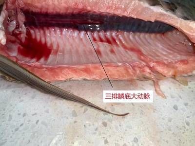 賽級(jí)金龍魚什么意思？：賽級(jí)金龍魚的價(jià)值 龍魚百科 第2張