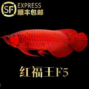 賽級(jí)金龍魚什么意思？：賽級(jí)金龍魚的價(jià)值 龍魚百科 第3張