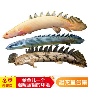 龍魚長途運輸：長途運輸龍魚是一項需要謹慎處理的任務需要考慮多個因素