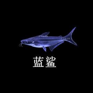 30種常見熱帶觀賞魚大白：30種常見熱帶觀賞魚種類和飼養(yǎng)方法和注意事項 龍魚百科 第3張