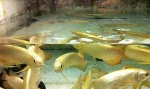 天津哪里賣龍魚比較好：天津哪里買龍魚比較好 龍魚百科 第2張