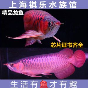 龍魚(yú)血麒麟什么價(jià)格：龍魚(yú)血麒麟什么價(jià)格龍魚(yú)血麒麟什么價(jià)格