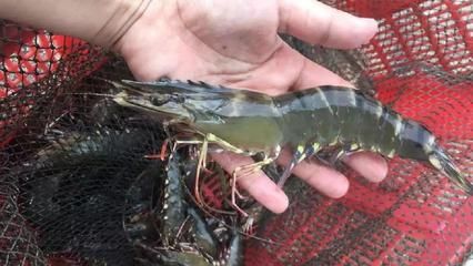 龍魚喂基圍蝦還是河蝦：龍魚喂基圍蝦還是河蝦呢？