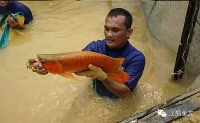 國內(nèi)龍魚繁殖場有哪些：國內(nèi)有哪些龍魚繁殖場？ 龍魚百科 第1張