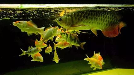 龍魚喂泥鰍好嗎：喂泥鰍對龍魚的成長有何益處？