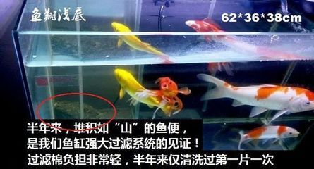 超強魚缸過濾系統(tǒng)：如何選擇魚缸過濾系統(tǒng) 魚缸百科 第2張