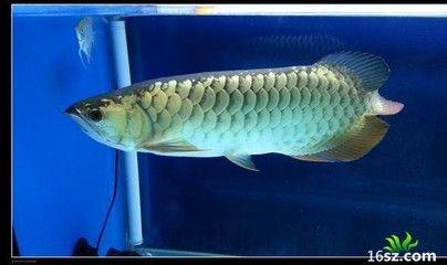 龍魚(yú)狀態(tài)不好沒(méi)食欲怎么調(diào)理呢吃什么藥最好：如何調(diào)理龍魚(yú)狀態(tài)