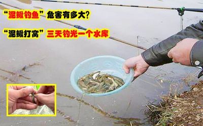 泥鰍段怎么處理喂龍魚：喂食給龍魚的泥鰍段怎么處理喂龍魚