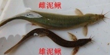 泥鰍段怎么處理喂龍魚：喂食給龍魚的泥鰍段怎么處理喂龍魚