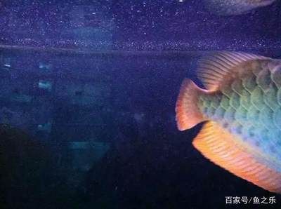 龍魚受驚嚇多久才能恢復(fù)好：龍魚受到驚嚇后的恢復(fù)時間 龍魚百科 第1張