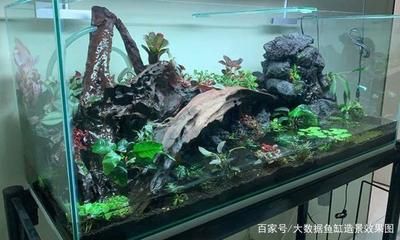 大型魚缸造景視頻教學(xué)：大型魚缸造景安全注意事項(xiàng)在觀看大型魚缸造景視頻教程 魚缸百科 第4張