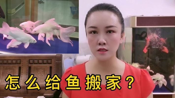 搬家怎么搬魚缸和水盆：如何搬運(yùn)魚缸和水盆 魚缸百科 第1張