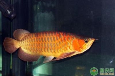 金龍魚(yú)尾巴發(fā)紅正常嗎：金龍魚(yú)尾巴發(fā)紅是怎么回事