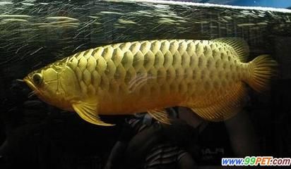 金龍魚一天吃幾條小魚：金龍魚的喂食量和頻率取決于其大小和生長(zhǎng)階段 龍魚百科 第3張