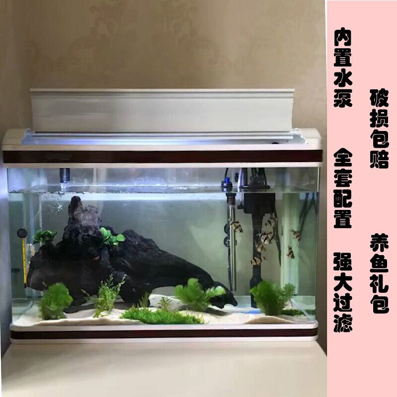 家中小型魚缸養(yǎng)什么魚好養(yǎng)些：適合家中小型魚缸飼養(yǎng)的幾種魚類