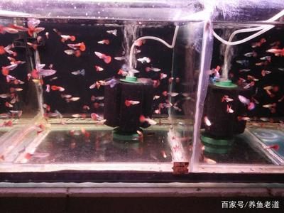 家用觀賞魚缸廠家批發(fā)價格多少一個：如何選擇家用觀賞魚缸