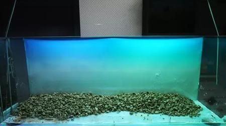 大魚缸造景怎么放進去啊視頻：大魚缸造景植物種類介紹魚缸造景植物種類介紹 魚缸百科 第1張