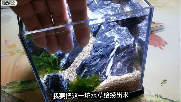 大魚缸造景怎么放進去啊視頻：大魚缸造景植物種類介紹魚缸造景植物種類介紹 魚缸百科 第2張