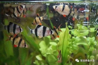 比較好養(yǎng)的魚缸觀賞魚：10種好養(yǎng)的觀賞魚品種推薦10種好養(yǎng)的觀賞魚品種推薦