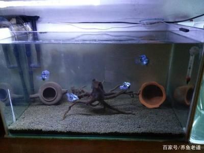 家用魚缸用什么水養(yǎng)魚好：家用魚缸養(yǎng)魚用水有哪些注意事項(xiàng)？ 魚缸風(fēng)水 第3張